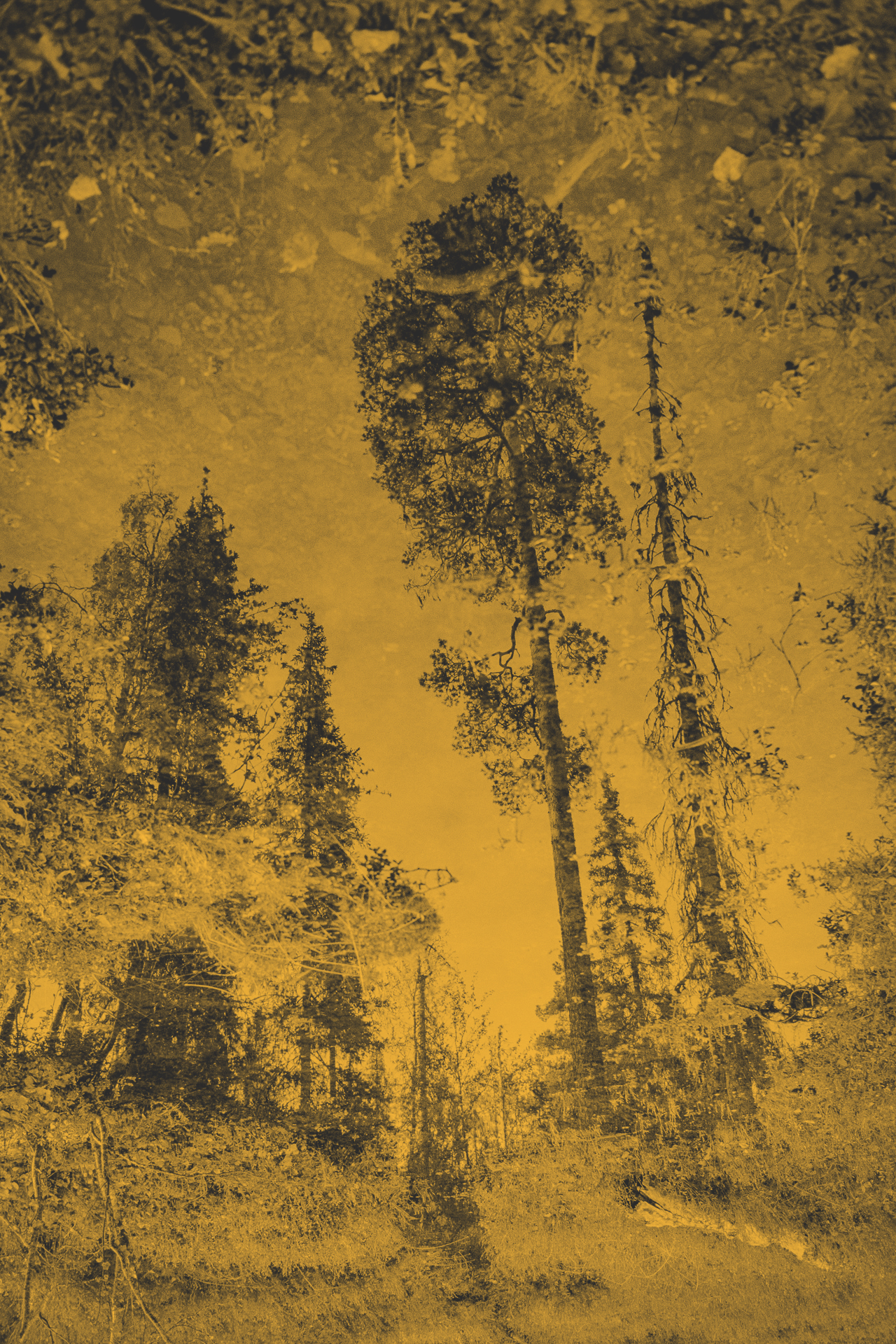 Arbres vue du dessous